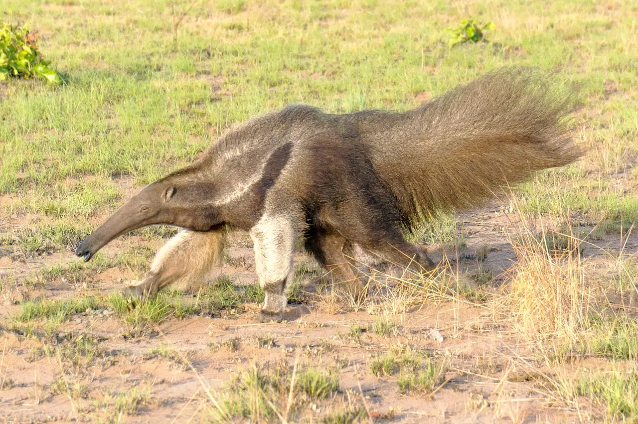A giant anteater walking through short savannah grass, its long snout lowered