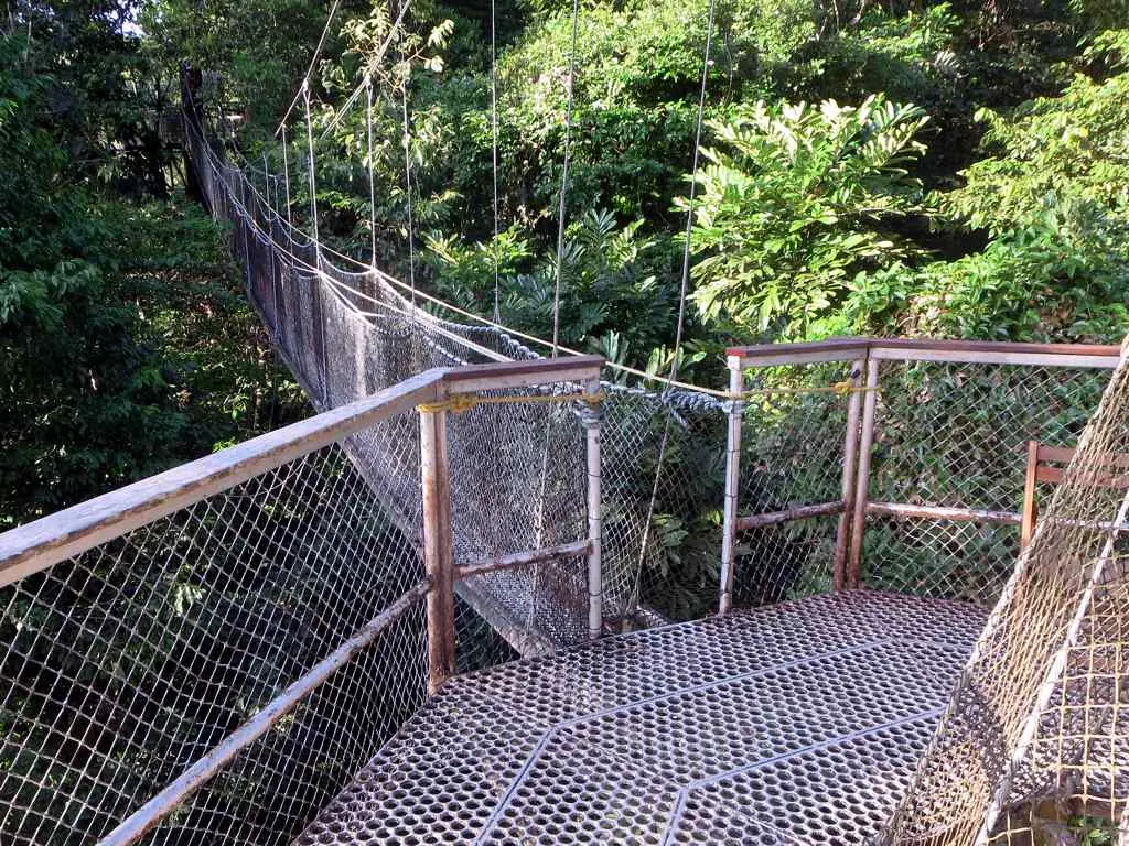 A suspended metal walkway with mesh sides running between platforms high in the rainforest canopy