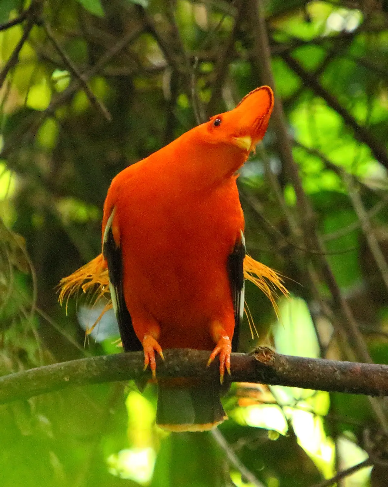 A bright orange male Guianan cock-of-the-rock perched on a branch in shaded forest