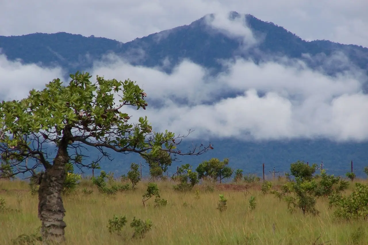 The Kanuku Mountains half hidden by low cloud above savannah grassland and a lone tree near Lethem