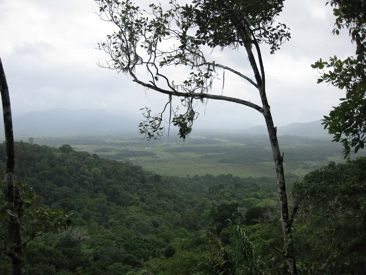 Looking out from the rainforest edge over a forested valley with mountains under cloud
