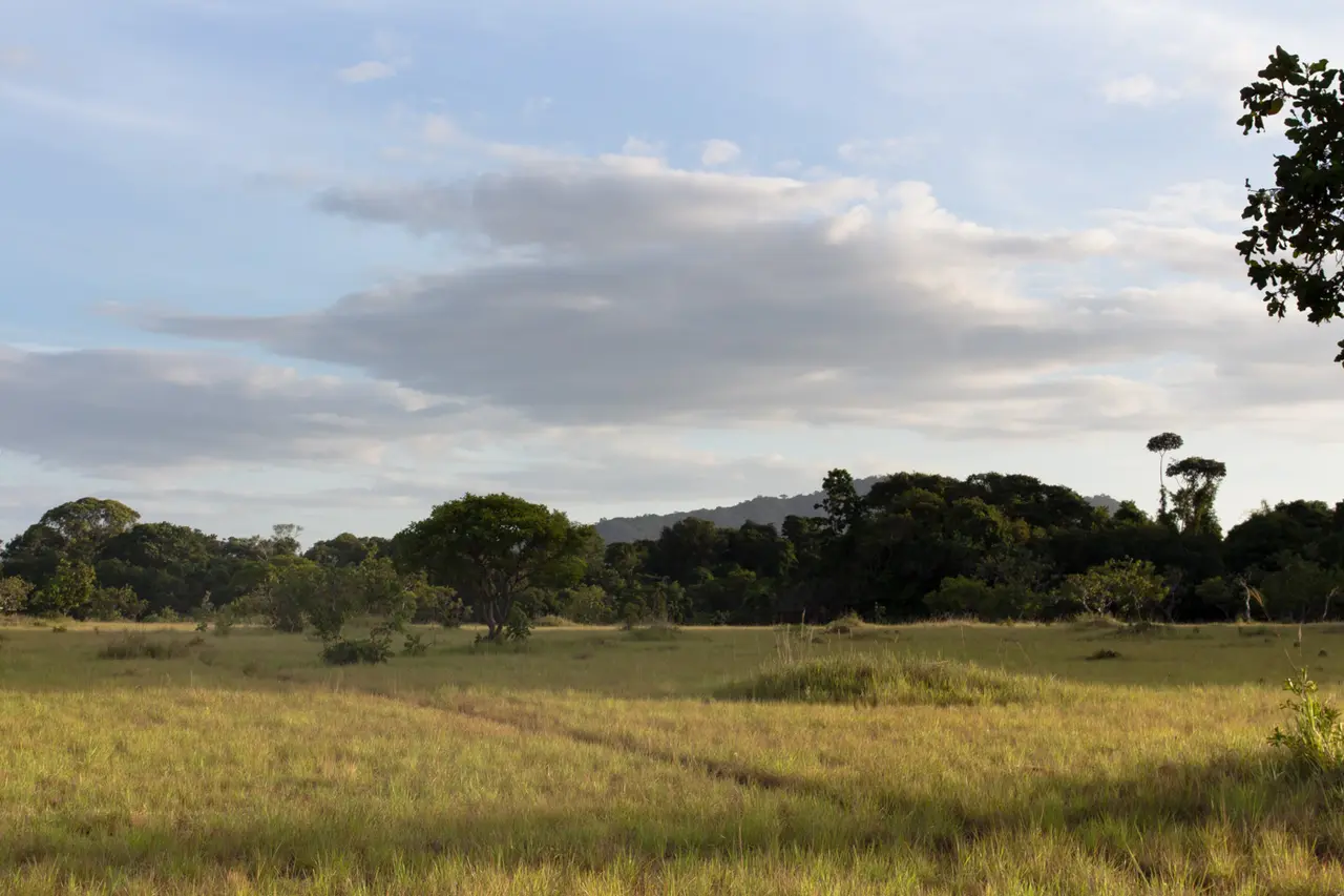 Grassland and scattered trees near Surama with rainforest-covered hills on the horizon