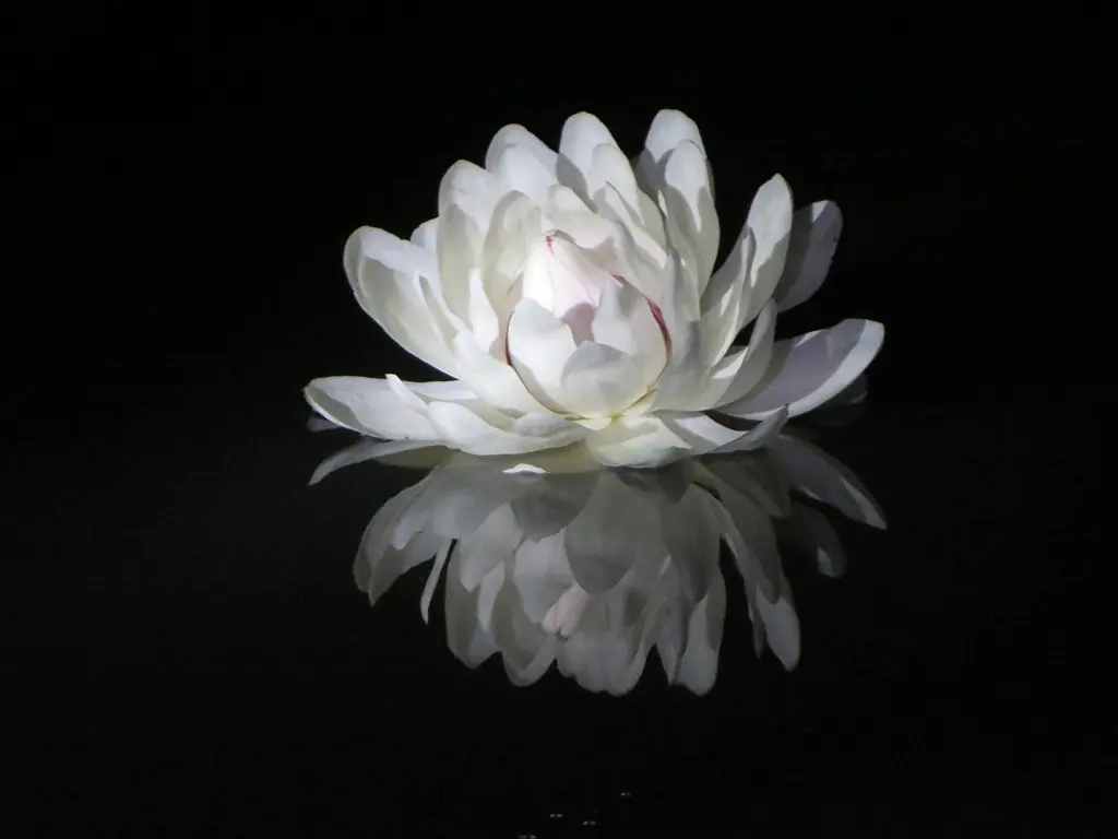 A white giant water lily flower open at night against dark water